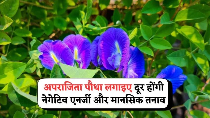 Aparajita Plant Vastu