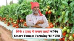 Smart Tomato Farming: गांव में शुरू करें टमाटर की हाई-टेक खेती – Smart Tomato Farming Business